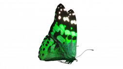 Grøn sommerfugl - siddende