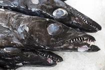 Black scabbardfish