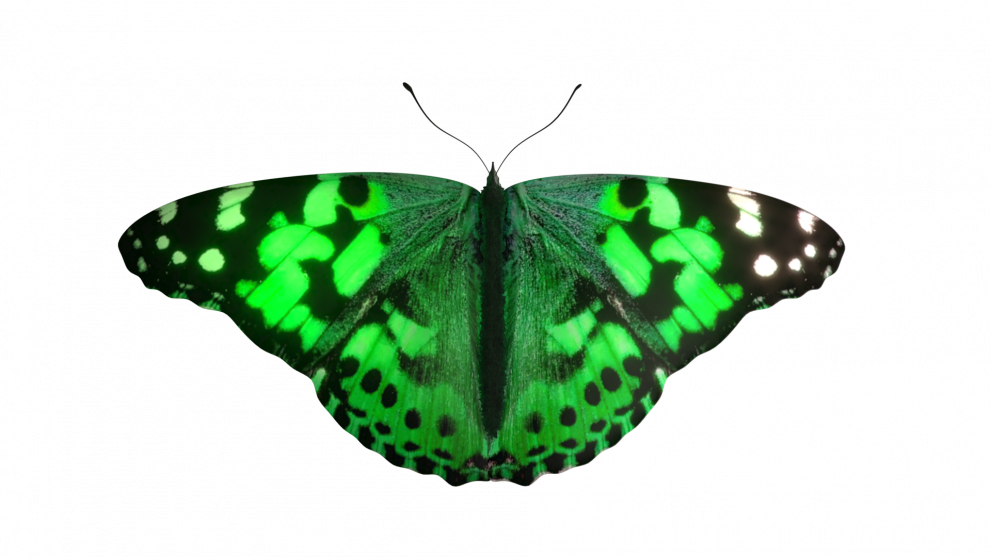 Grøn sommerfugl - flyvende