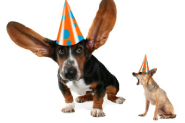birthday_dog_hemera_thinkstock_web.jpg